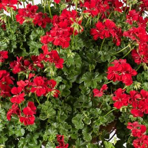 Geranium hangend rood (Ruby)
