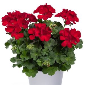Geranium staande rood (Anthony)