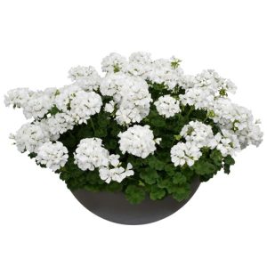 Geranium staande wit (Clara)