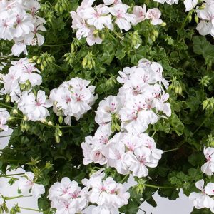 Geranium hangend wit (Sandy)