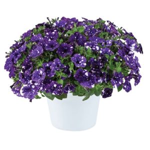 Petunia Bolero Blauw