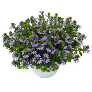 Scaevola Blauw