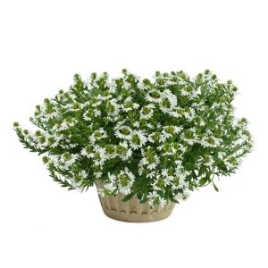 Scaevola Wit