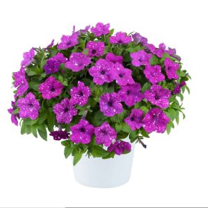 Petunia Polka pink