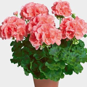 Geranium staande roze