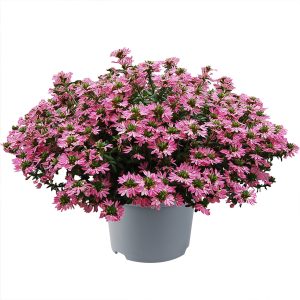 Scaevola Pink